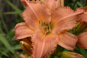 Hemerocallis 'New Tangerine Twist' 